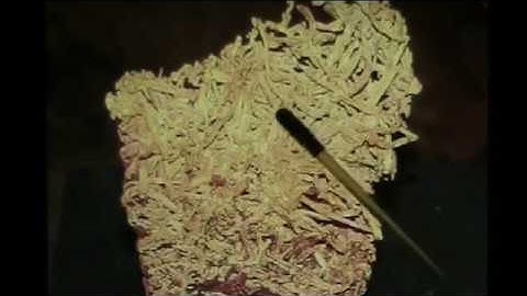 Mudfossil Gold is easy to find heres how