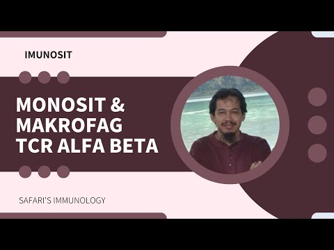 Video: Apakah monosit menjadi makrofag?