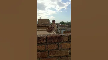 batair ki awaz #birds #bird #bateer #batair #birdspecies #pigeon batair ki awaz