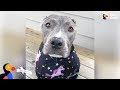 Pit Bull Dog Wags Her Tail SO Hard No Matter What - CALISTA Update | The Dodo Pittie Nation