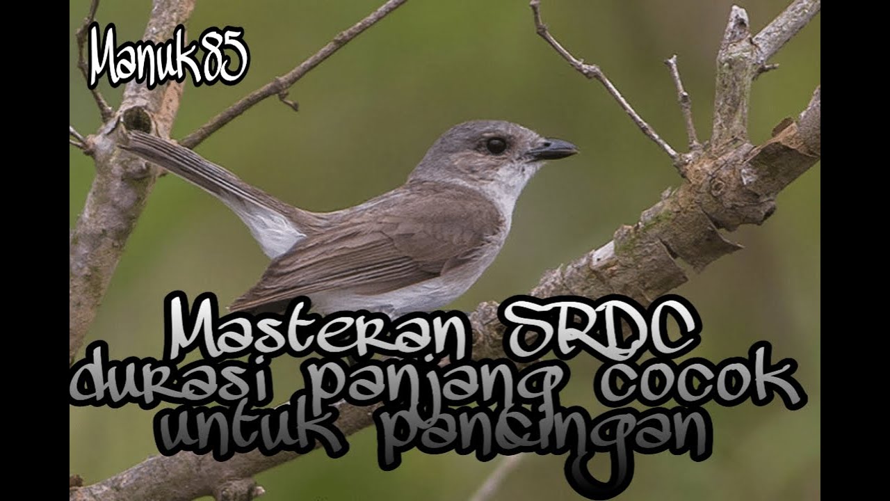masteran SRDC durasi panjang, cocok buat pancingan langsung gacor