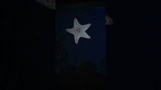 Peach The Starfish At The End Of The Seas With Nemo And Friends Epcot