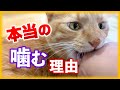 猫が噛む本当の理由