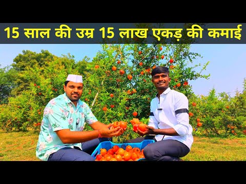 15 साल की उम्र में अनार की खेती से कमाते हैं ₹1500000 एकड़ के! #अनार #pomegranate