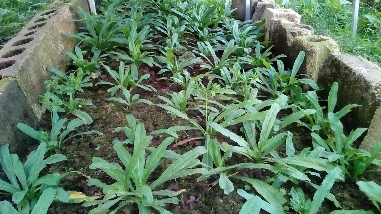 Grow cilantro podar recao gardening plans for food and good health