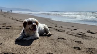 Murphy and Mr. Crab ~ Clumber Spaniel Adventures