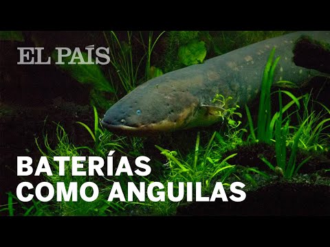 Una batería eléctrica que imita a las anguilas | Materia
