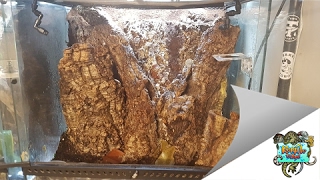 DIY Bioactive Terrarium - Leachianus Enclosure
