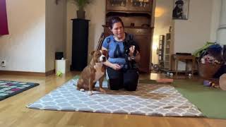 Staffordshire Bullterrier Träning