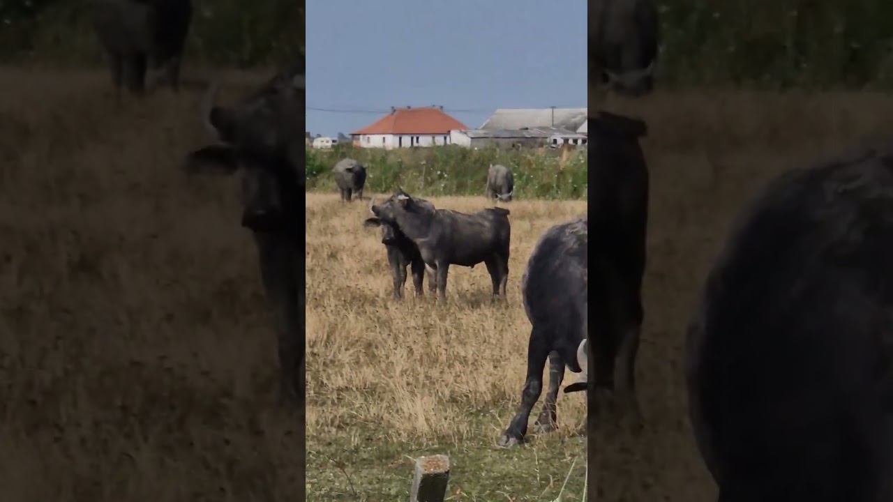 eur#15 Уже в Румынии