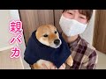 福袋でファッションショーしたら可愛すぎて飼い主がメロメロになった！柴犬姉弟