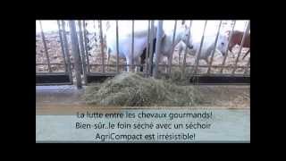 La Lutte Des Chevaux Gourmands Pour Le Foin Seche Avec Sechoir Foin Compact