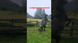 DESCUBRE LA IMPORTANCIA DE LA COMUNICACIÓN CON EL CABALLO DESDE UN LIDERAZGO PROTECTOR .#horse #