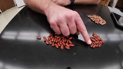 Virtual Beanium Lab: Determining Average Atomic Mass Activity