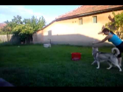 Videó: Hogyan Nevezzünk El Egy Husky Kutyát