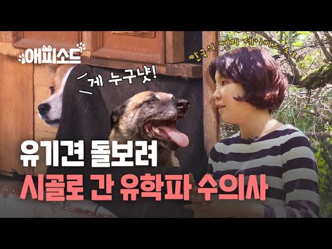 [<strong>애피소드</strong>] 유기견 돌보려 시골로 간 고스펙 유학파 수의사 ‘시유수’  / KBS뉴스(News)