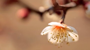 القارئ الشيخ صلاح البدير سورة هود أية 25  روائع التلاوات
