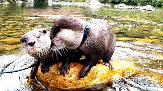 Otter Ui finally takes the lead and starts swimming in the river! [Otter life Day 572]