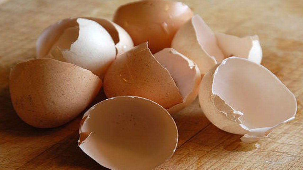 Here’s Why You Should Not Throw Away Eggshells YouTube