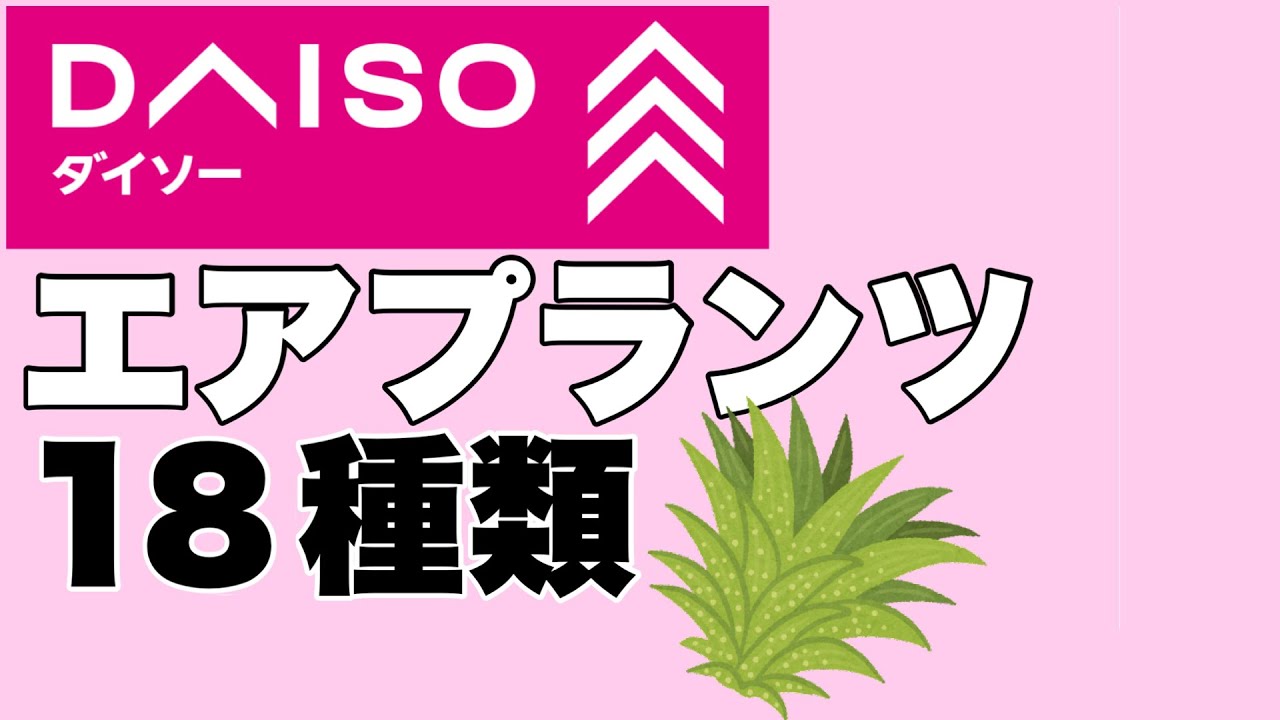100均ダイソーエアプランツ18種類お見せします