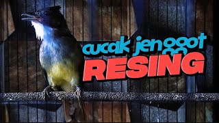 MASTERAN yang lagi naik daun | CUCAK JENGGOT RESING