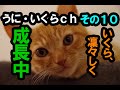 うにいくらch　その１０ 「いくら」が少し凜々しくなった？！でもやっぱりまだまだ子猫^^