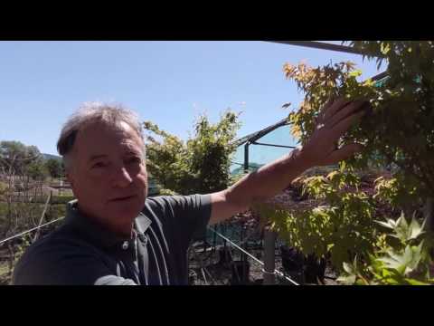 Video: Zona 5 Alberi di acero giapponese - Coltivazione di aceri giapponesi nei giardini della zona 5
