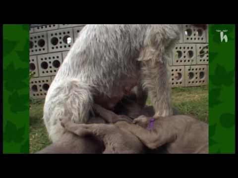 Video: Vytvorenie Harmonogramu Kŕmenia šteniat
