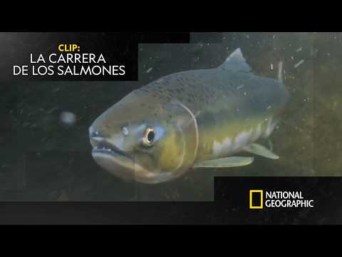 La carrera de obstáculos para salmones | LA INCREÍBLE MIGRACIÓN ANIMAL | NATIONAL GEOGRAPHIC ESPAÑA