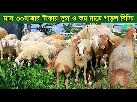 Yapon mashina olish porno