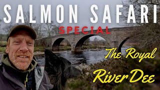 Salmon Safari Special:  The River Dee