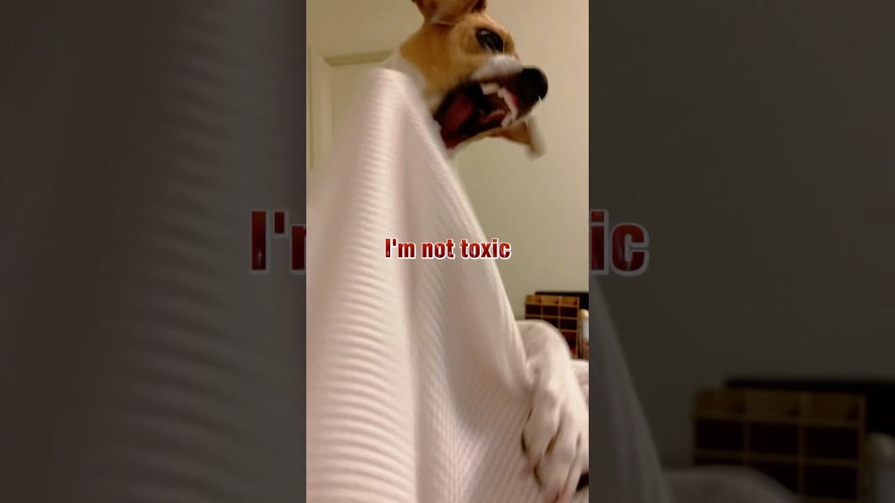 Watch I’m not toxic, I’m Toxique #funny #Hana #dog #dogs #jackrussellterrier on YouTube Watch I’m not toxic, I’m Toxique #funny #Hana #dog #dogs #jackrussellterrier on YouTube