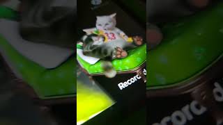 Ginger Music Rap Effects