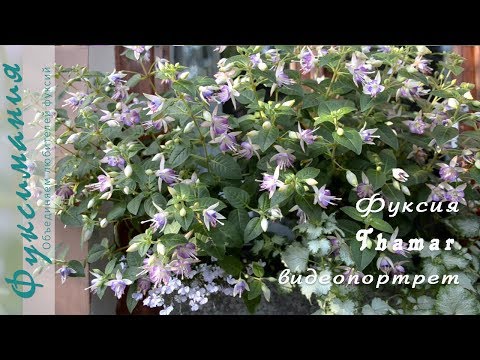 Video: Fuchsia Sierlijk