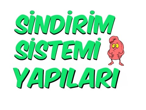 10dk'da SİNDİRİM SİSTEMI YAPILARI - 7.SINIF