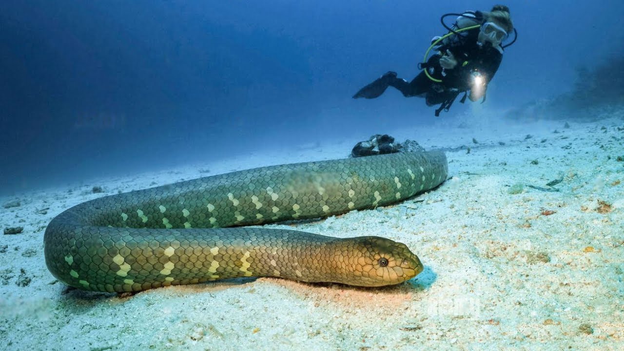 Olive Sea Snake Pictures (Aipysurus laevis)