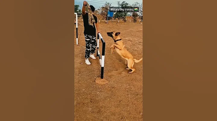 Military Dog training 🇮🇳🐶 army whatsapp status motivation #military #dogs #training #youtubeshorts