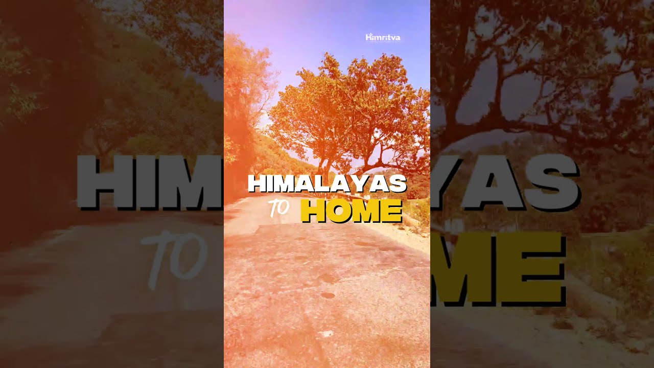 Himalayas To Home - Vlog 11 (Pahadi Cow Ghee)