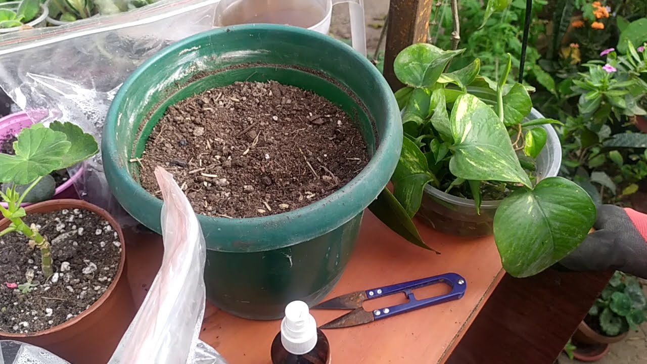 Сцинда́псус