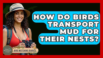 How Do Birds Transport Mud For Their Nests? - Bird Watching Diaries
