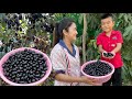 Sreypov Life Show: Seyhak help mommy to pick java plum / jambolan plum recipe / Family food cooking