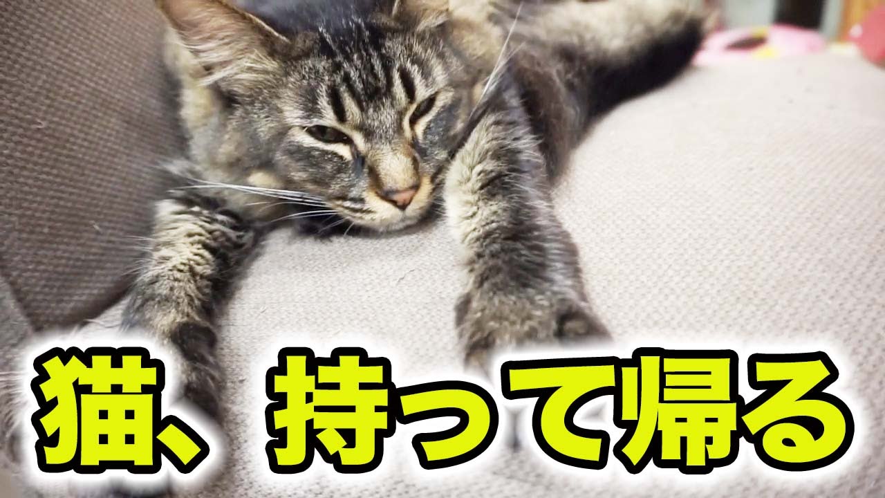 猫カフェの猫は持って帰れるのか 都市伝説 Youtube