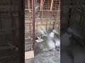 🔥🔥#pigeon #lover #shorts #viralreels #viralvideo #trending #ytshorts #happiness
