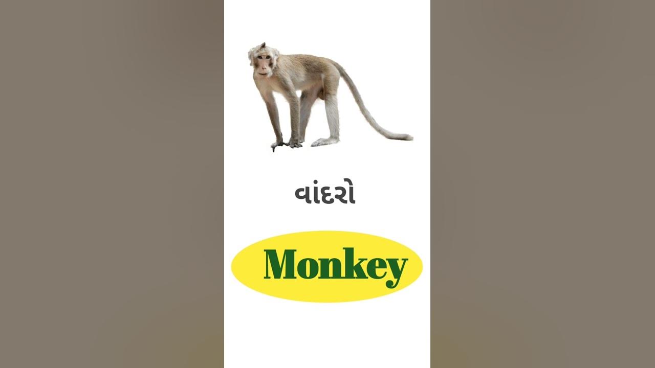monkey-meaning-in-gujarati-english-gujarati-dictionary-youtube