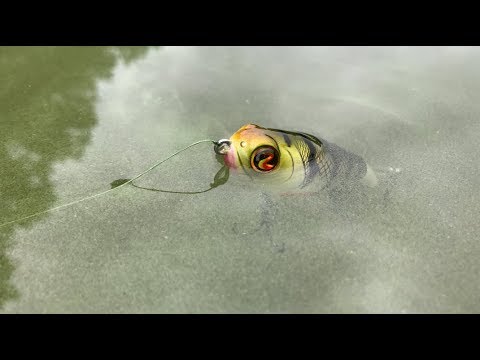 INSANE TOPWATER ACTION With The NEW WHOPPER PLOPPER 75 