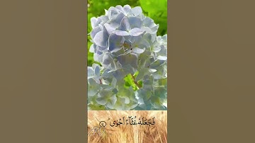 سورة الضحى بصوت جميل