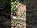 Baby spotted deer in  IIT Madras