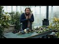 Karl Fredrik dukar med svenskodlade hyacinter