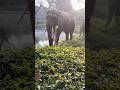 Elephant #indian elephant #zoo elephant #chidiyaghar #hathi #kuchh alag andaaz