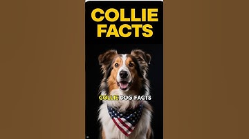 COLLIE FACTS 101 ✅ Fun Collie Dog Breed Information Guide & Top Training Tips You Need to Know!